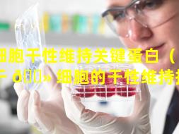 干细胞干性维持关键蛋白（间充质干 🌻 细胞的干性维持指标）